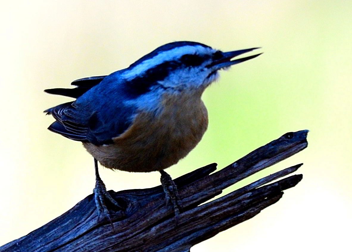 Red-breasted Nuthatch - ML520715751