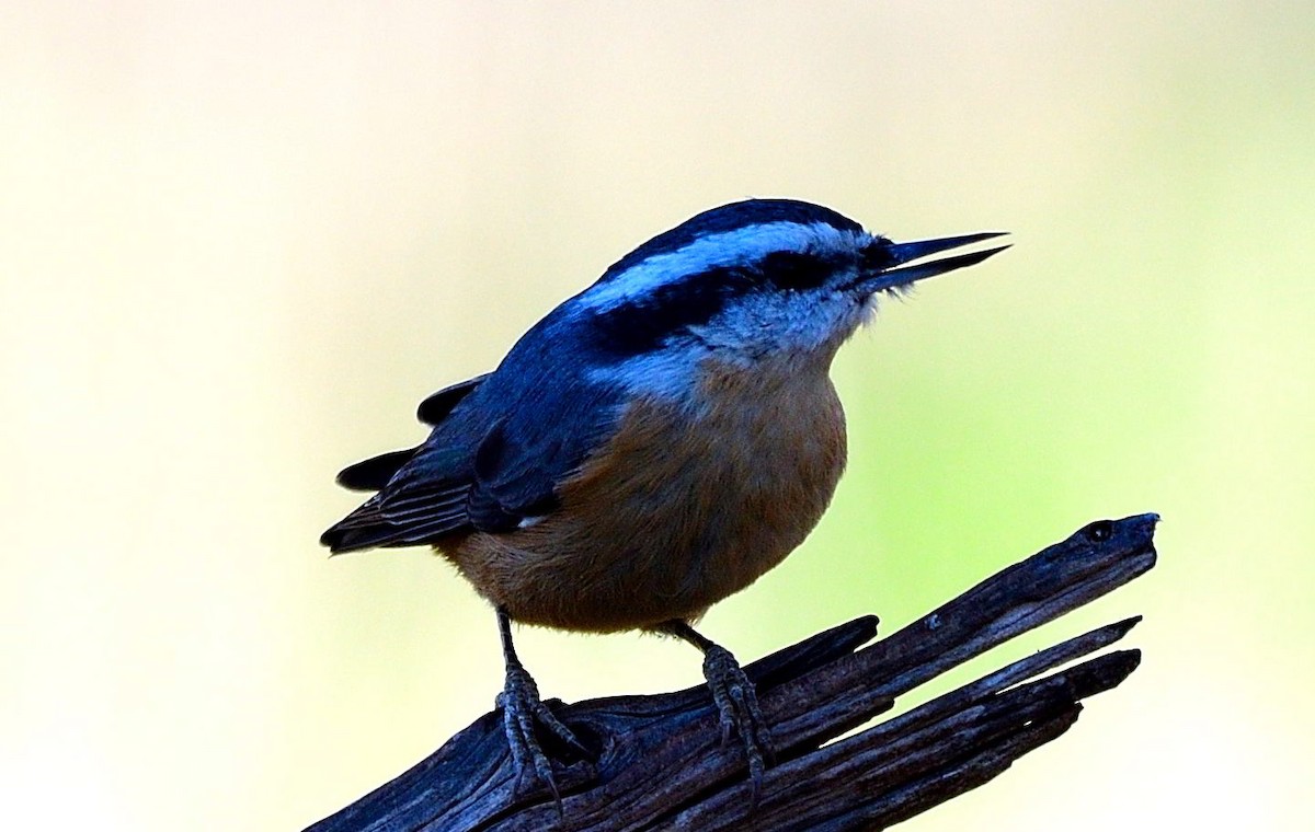 Red-breasted Nuthatch - ML520715771
