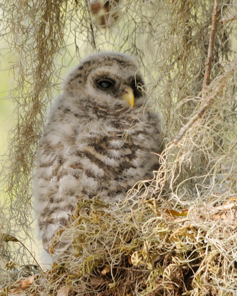 Barred Owl - ML520715891