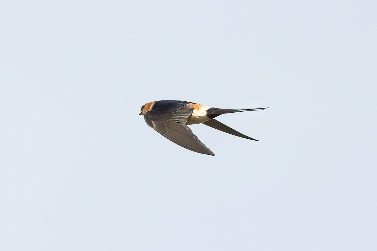 Red-rumped Swallow - Manuel Fernandez-Bermejo
