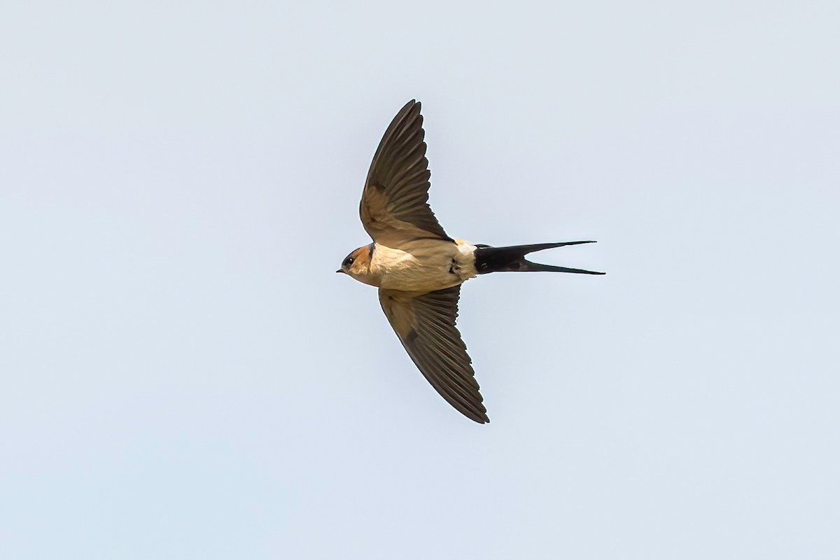 Red-rumped Swallow - Manuel Fernandez-Bermejo