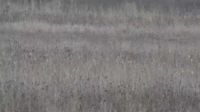 Хулгар гуйванга - ML520717741
