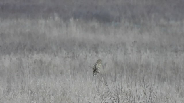 Short-eared Owl - ML520717761