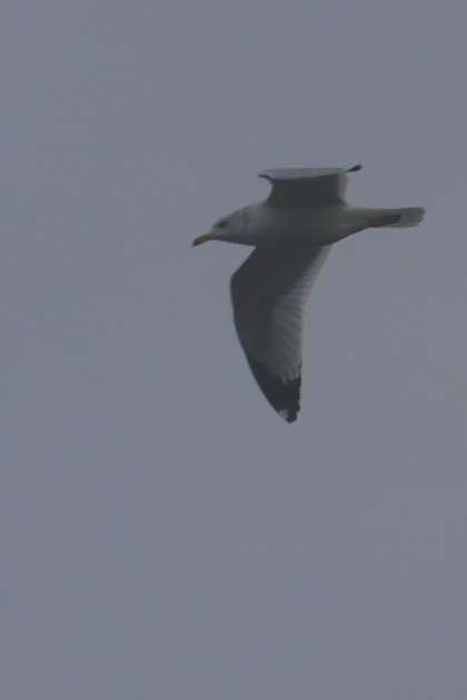 goéland ou mouette sp. - ML520718821