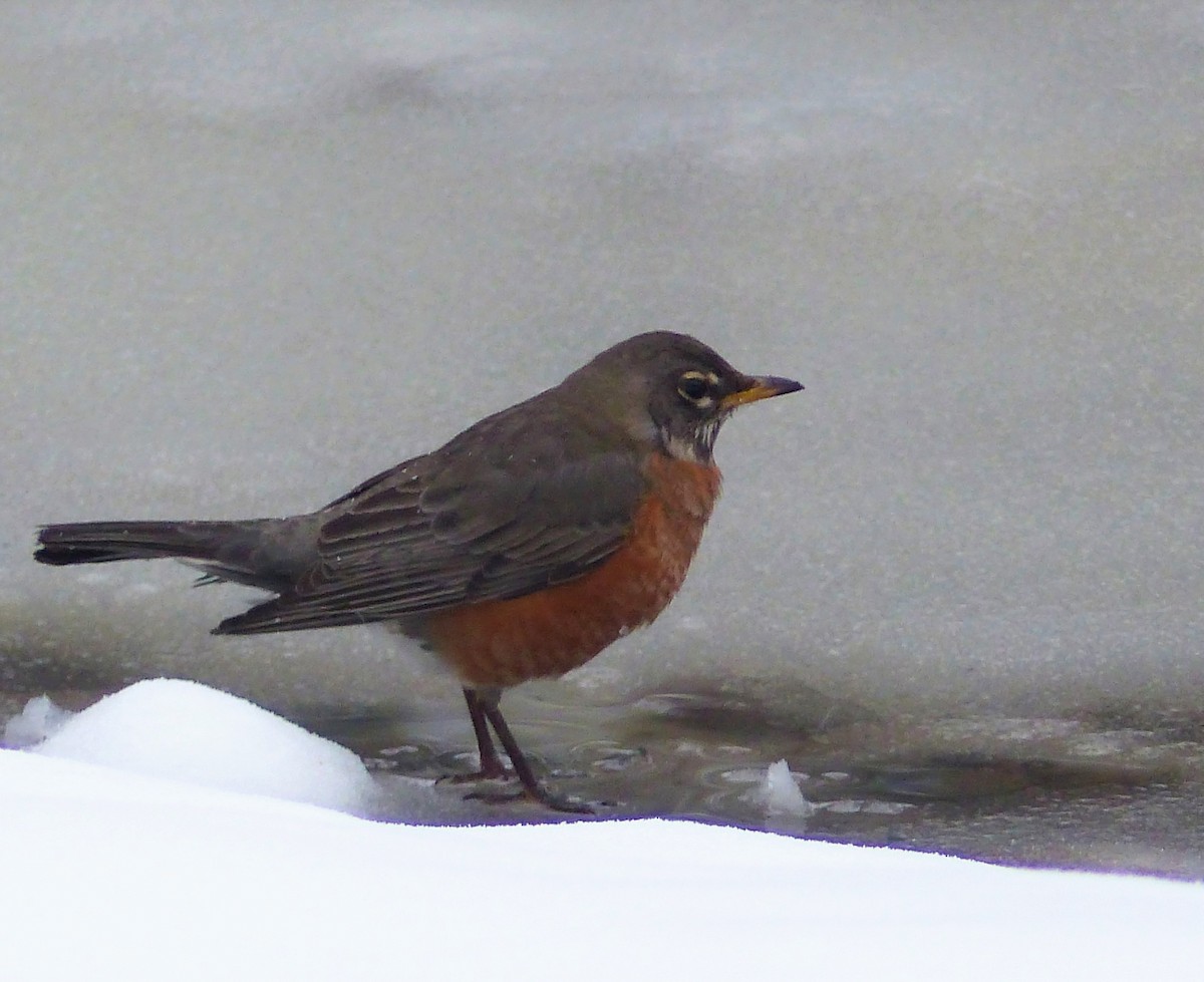 American Robin - ML520719001