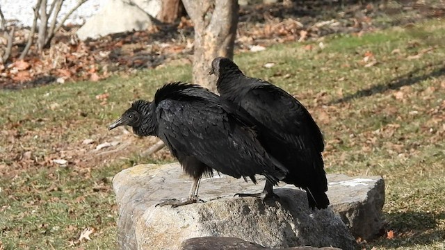 Black Vulture - ML520719291