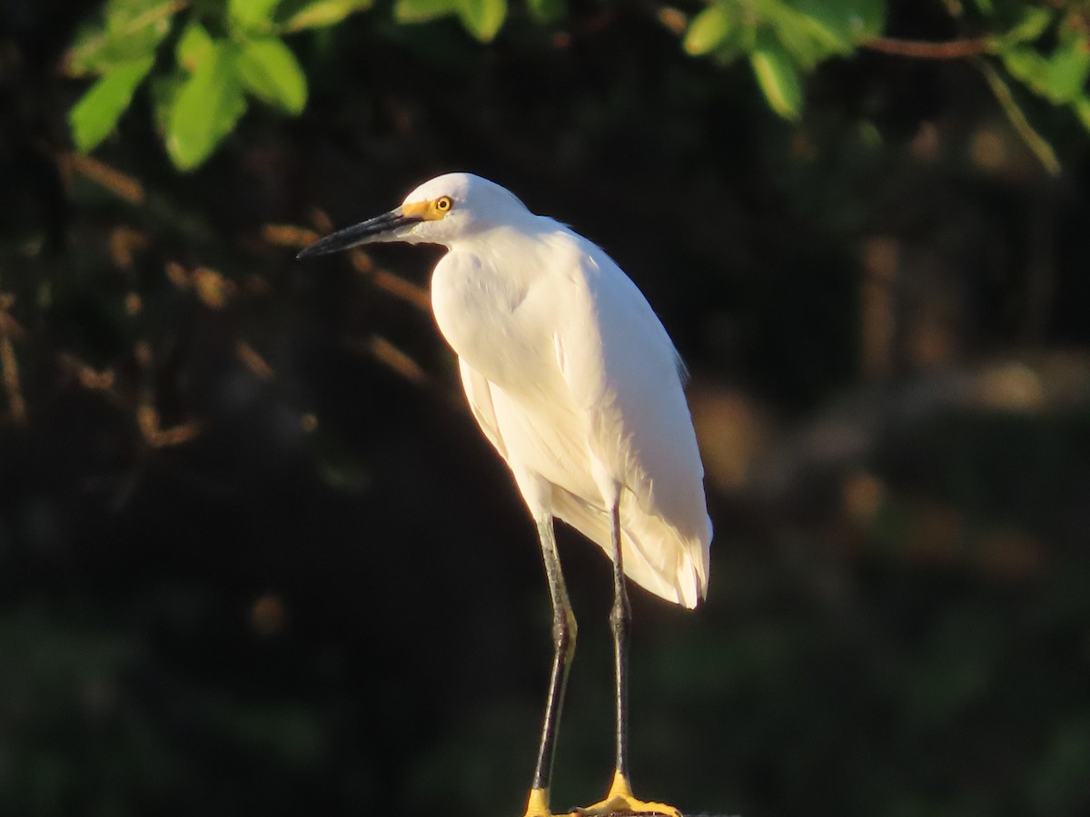 Snowy Egret - ML520719371