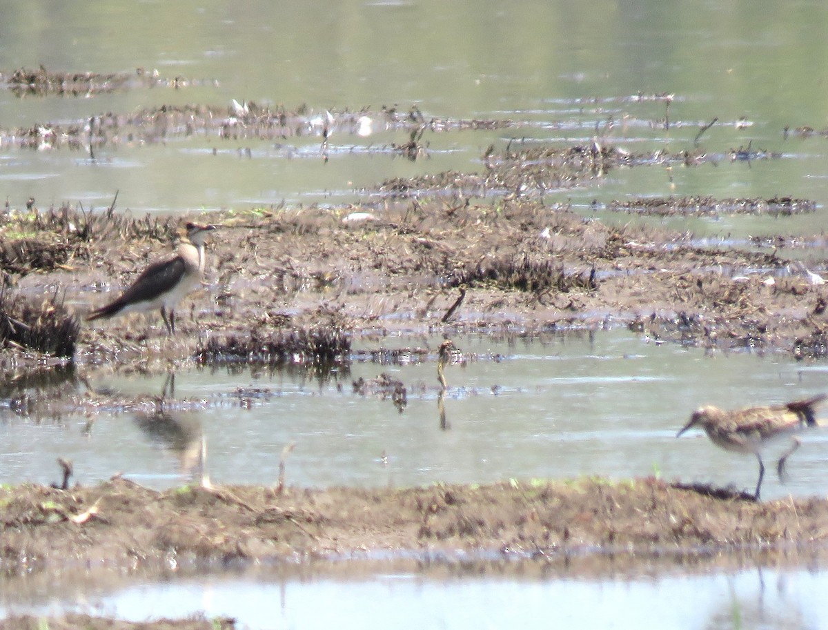 Oriental Pratincole - ML520719591