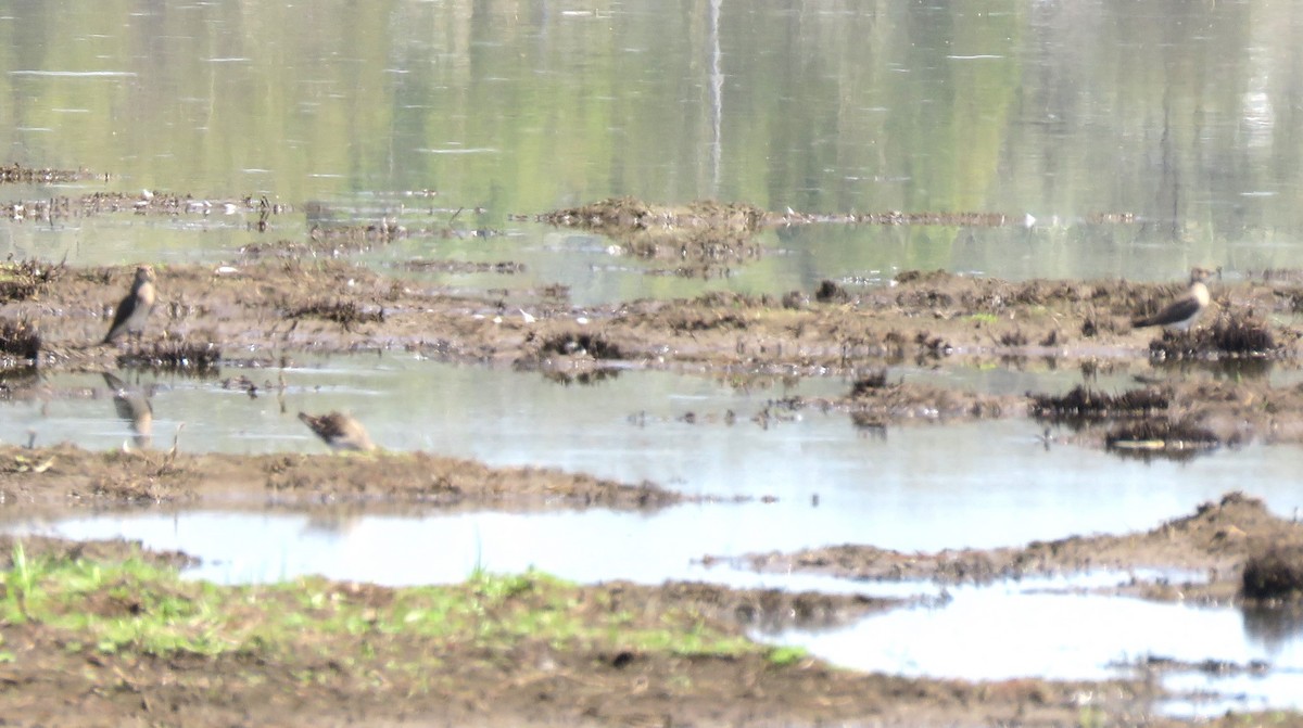 Oriental Pratincole - ML520719671