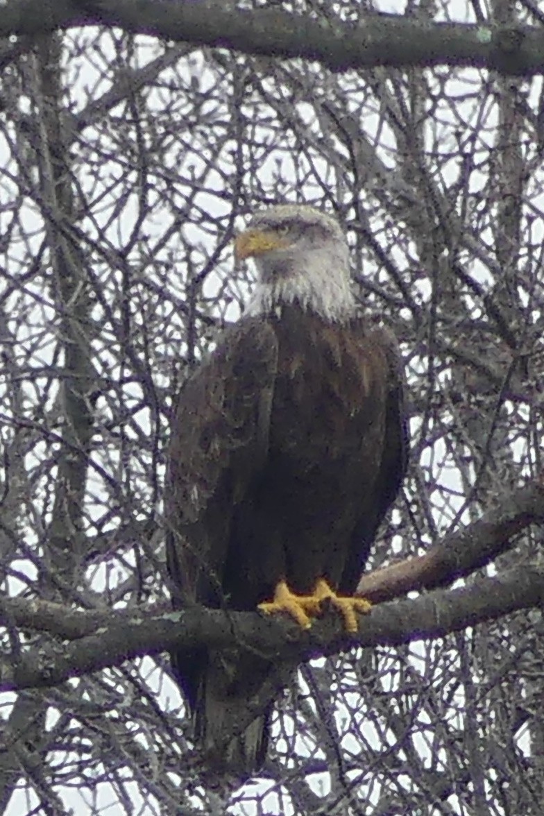 Bald Eagle - ML520719931