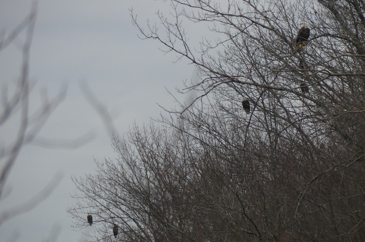 Bald Eagle - ML520719941