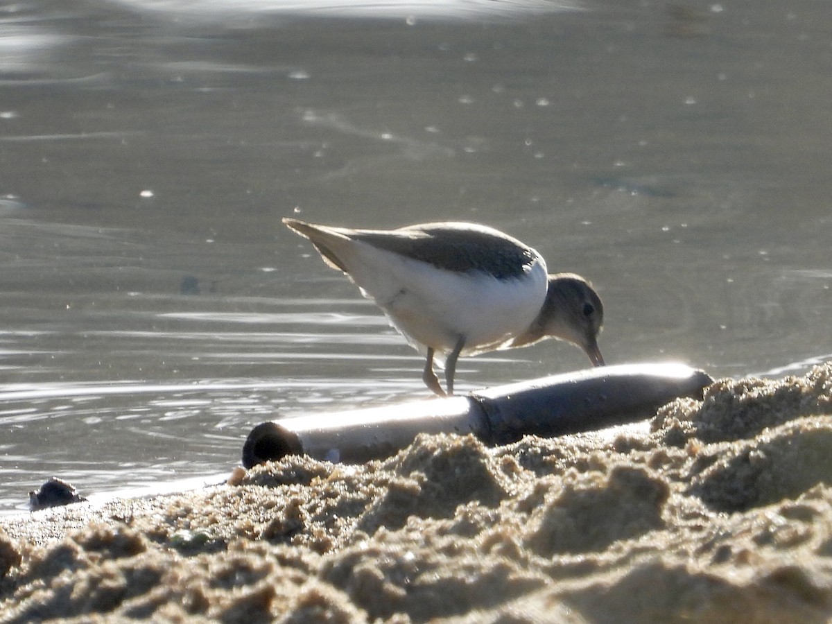 Common Sandpiper - ML520720381