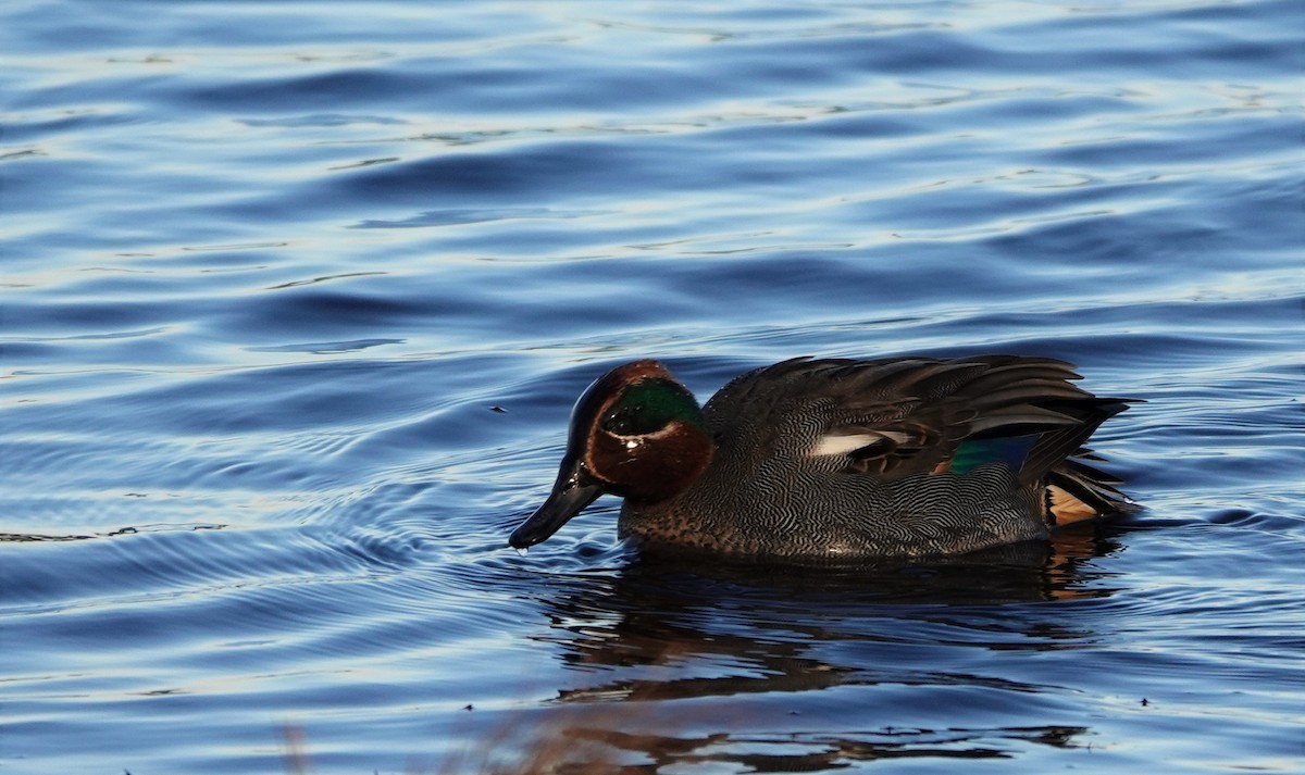 Green-winged Teal (Eurasian) - ML520720391