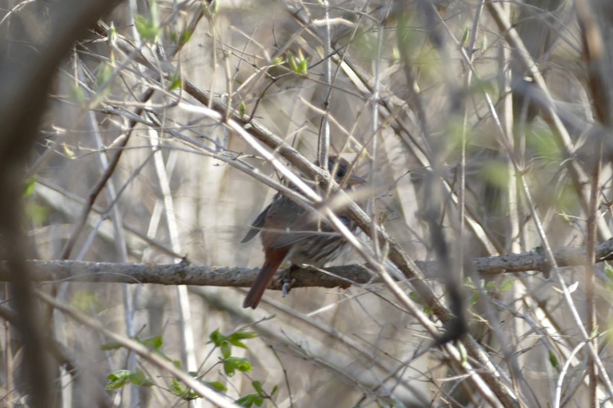 Fox Sparrow (Red) - ML52072171