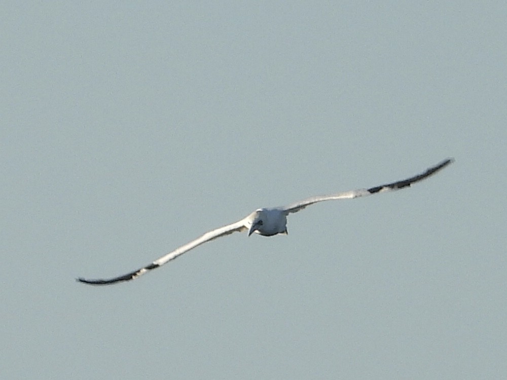 Northern Gannet - christopher stuart elmer