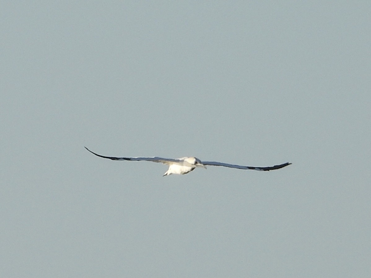 Northern Gannet - christopher stuart elmer