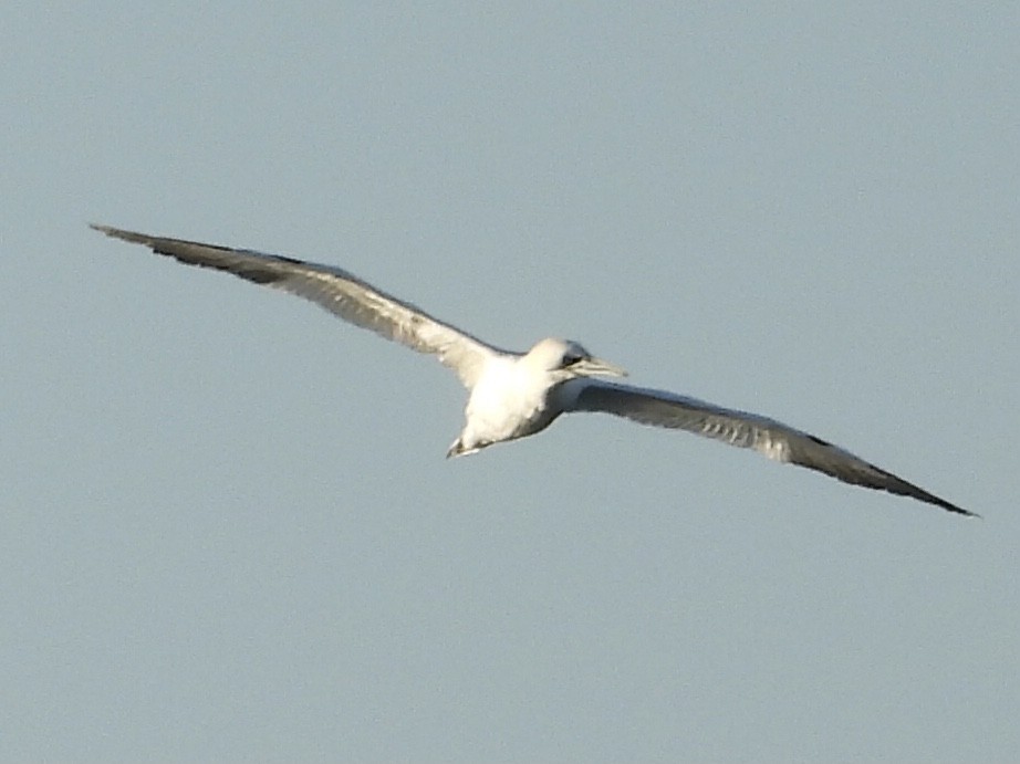 Northern Gannet - ML520721981