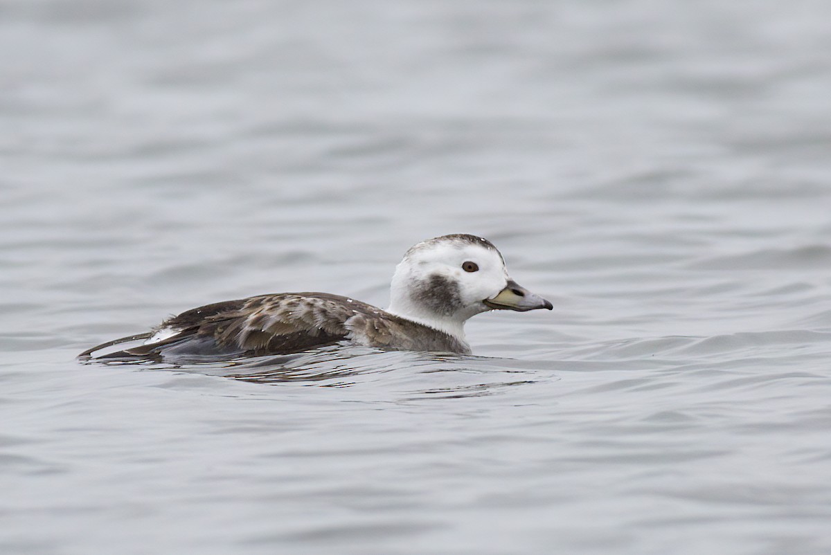 Long-tailed Duck - John Gluth