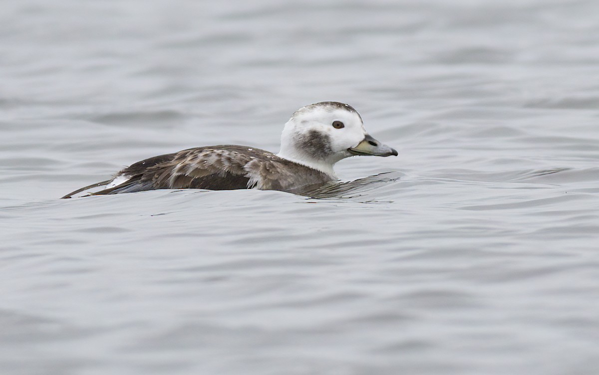 Long-tailed Duck - John Gluth