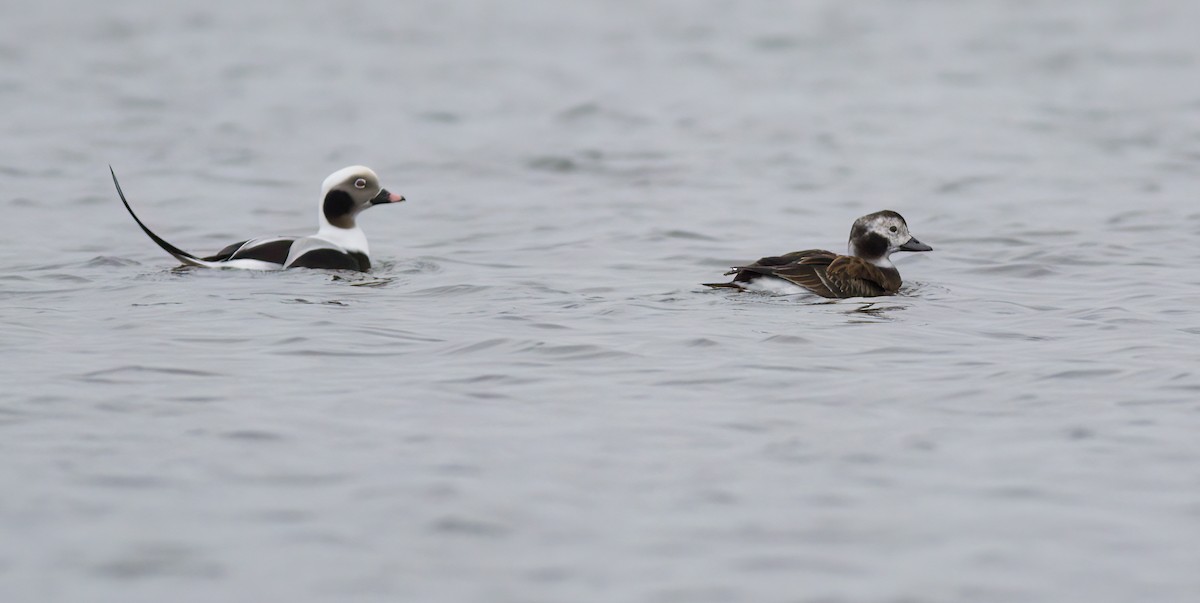 Long-tailed Duck - ML520722251
