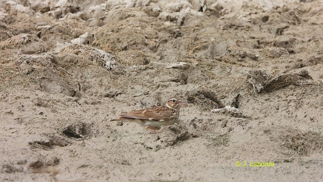 Wood Lark - ML520722261