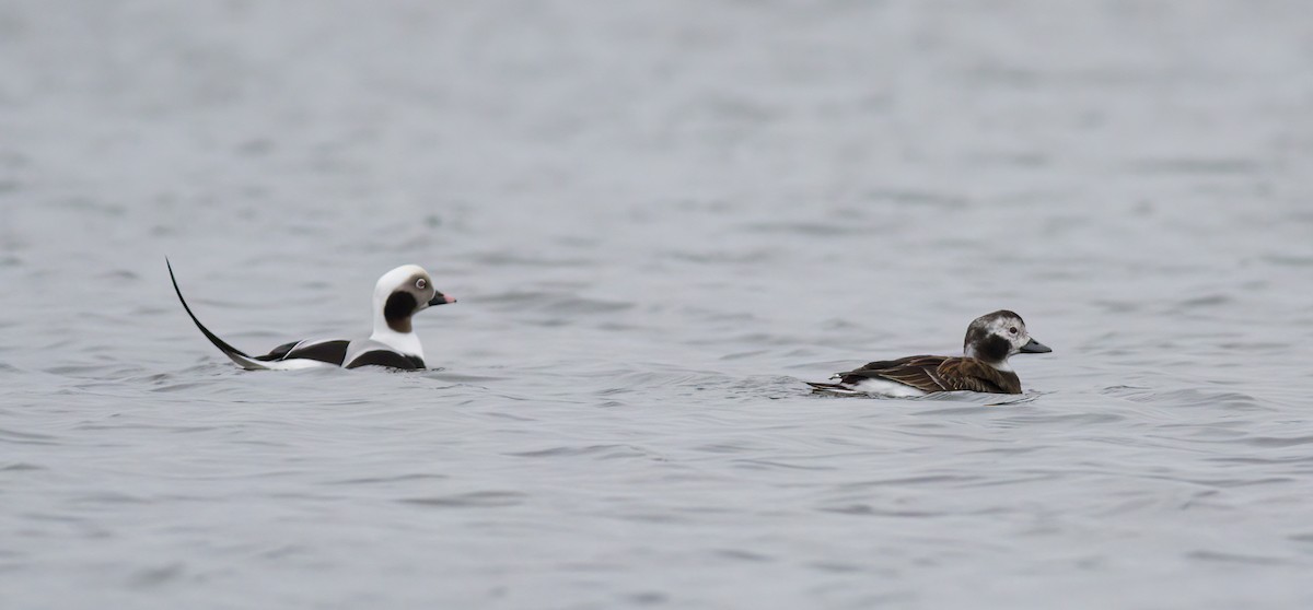 Long-tailed Duck - ML520722291