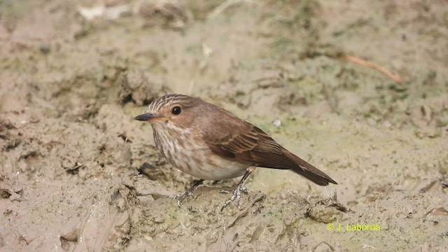 Spotted Flycatcher - ML520722371