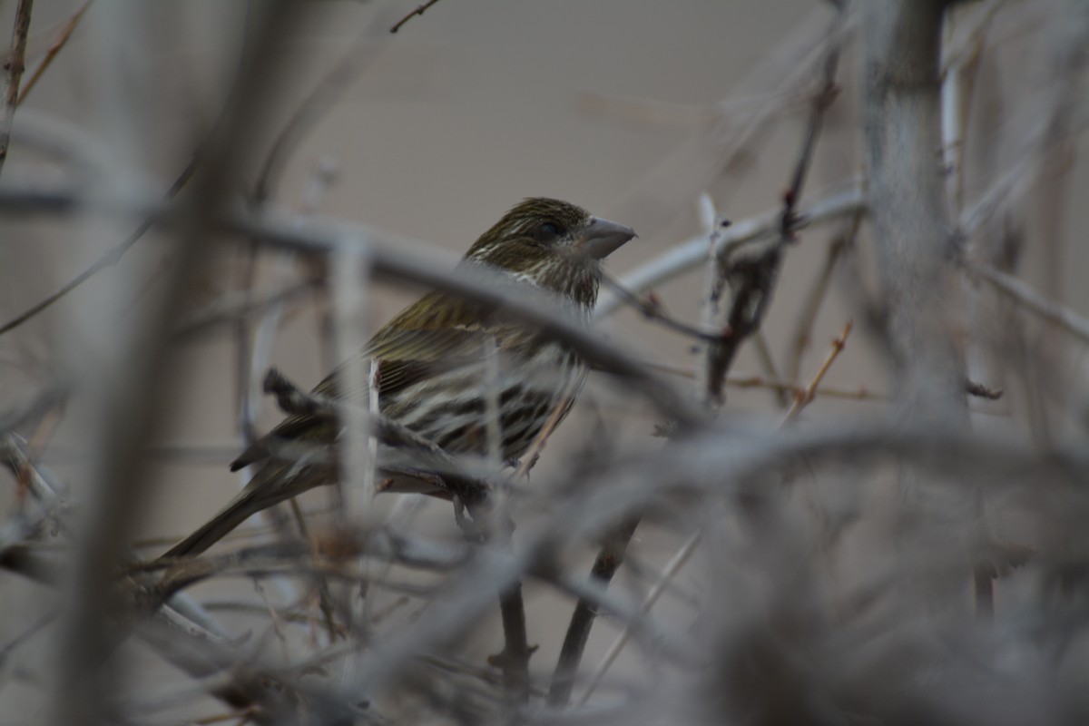 Purple Finch (Western) - ML52072241