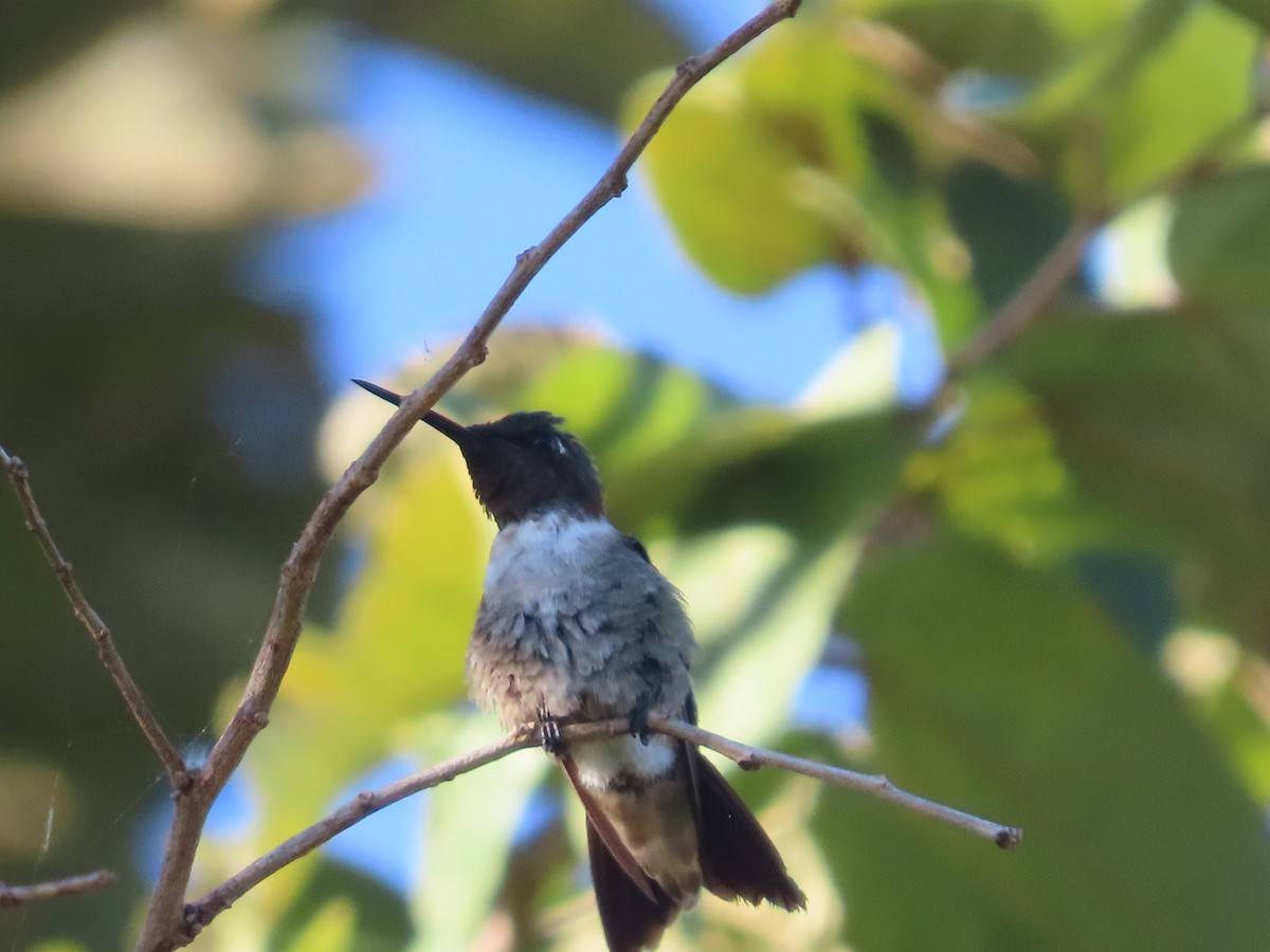 Ruby-throated Hummingbird - ML520722771