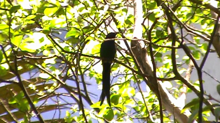 Swallow-tailed Hummingbird - Carlos Eduardo Gussoni