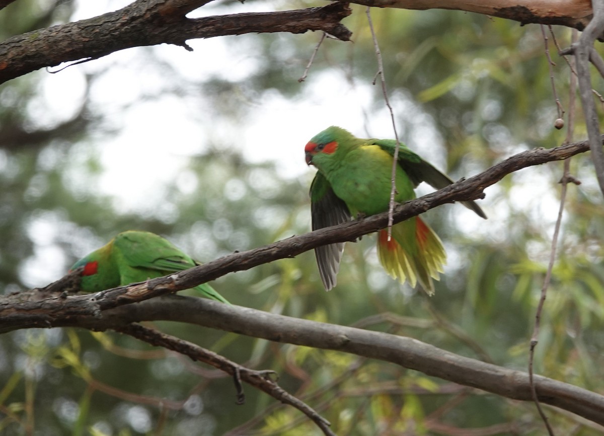 Musk Lorikeet - ML520728011