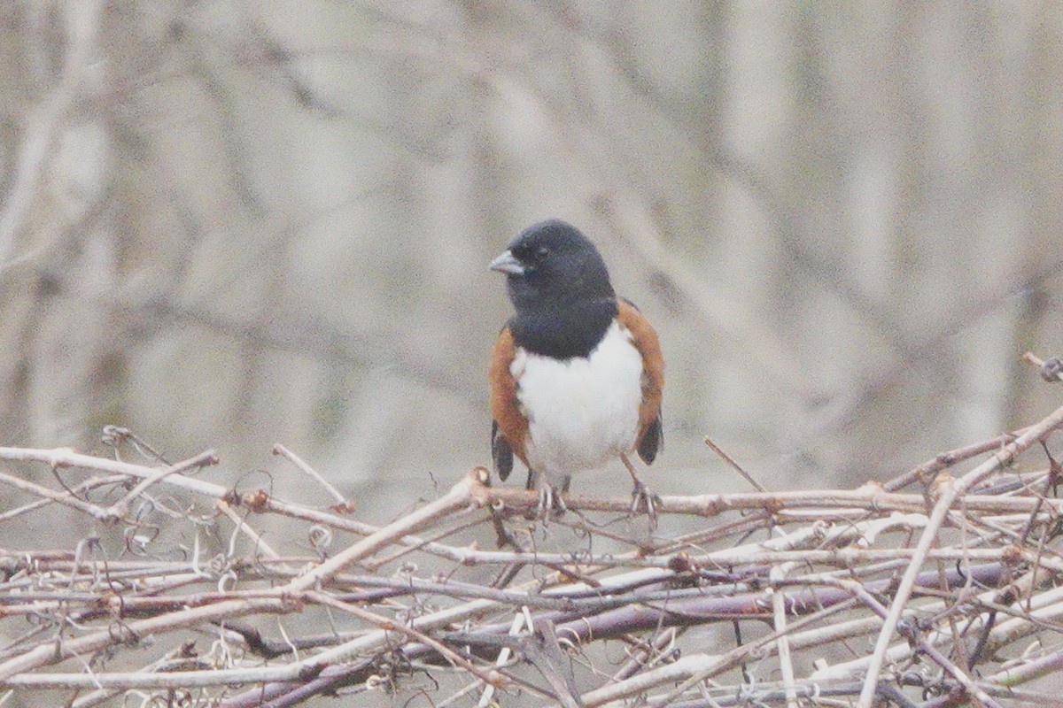 Eastern Towhee - ML520728621