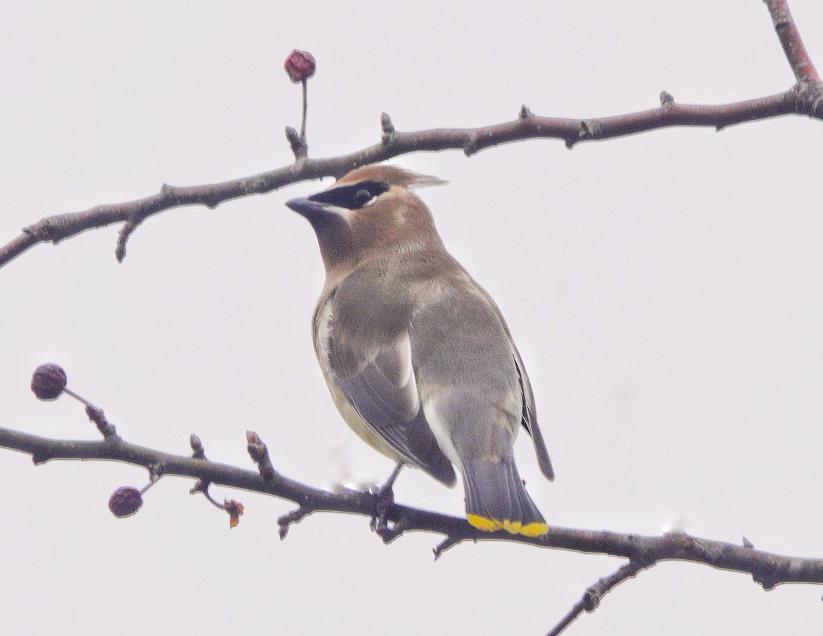 Cedar Waxwing - Jim Carroll