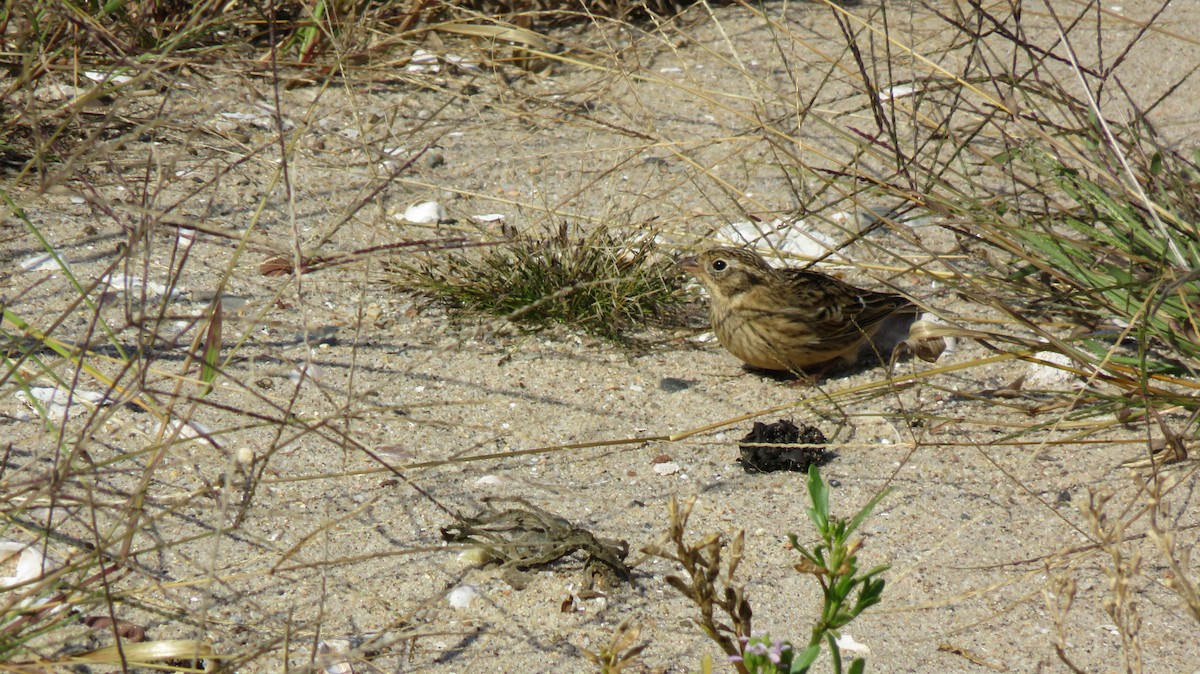 Smith's Longspur - ML520730841