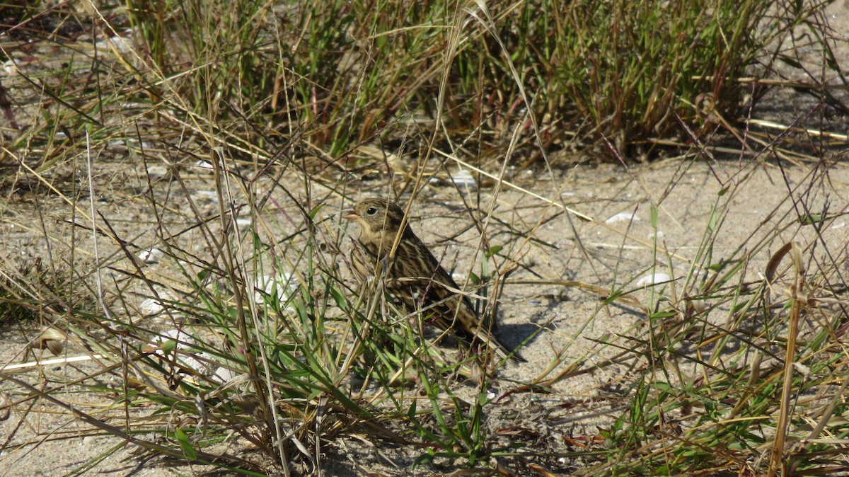 Smith's Longspur - ML520731111