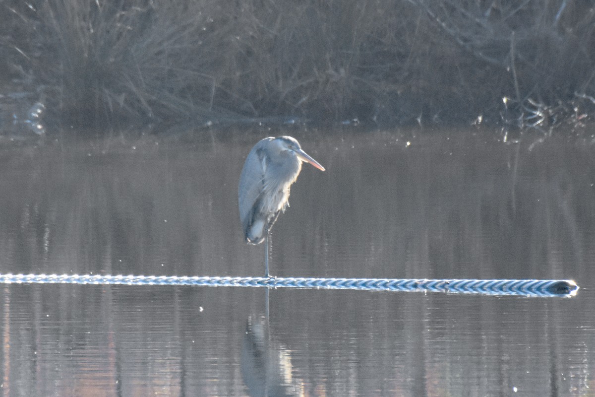 Great Blue Heron - ML520731131