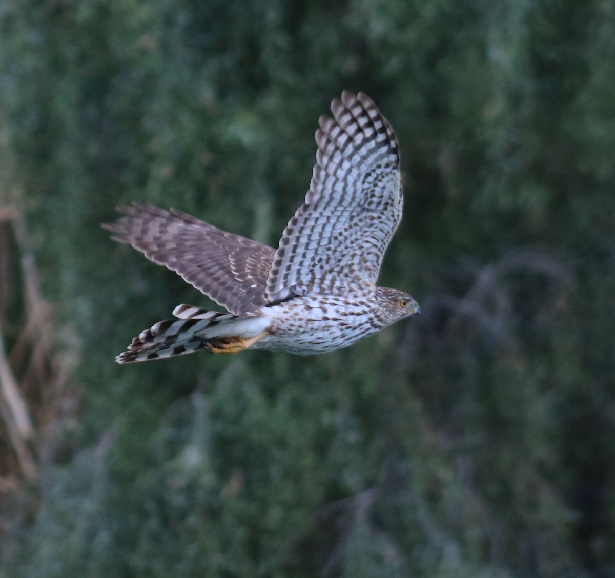 Cooper's Hawk - ML52073171