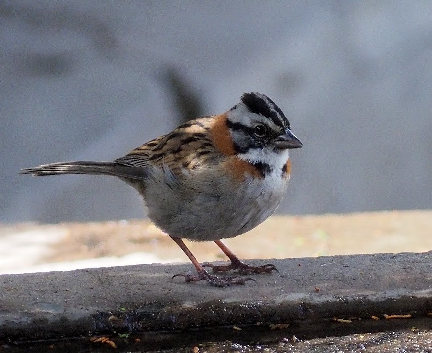 Rufous-collared Sparrow - ML520733471