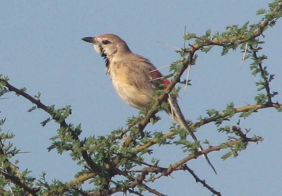 Rosy-patched Bushshrike - ML520733571