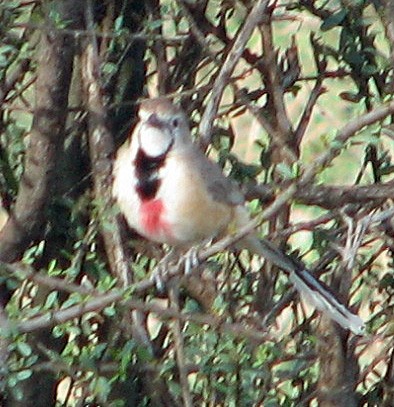 Rosy-patched Bushshrike - ML520733581