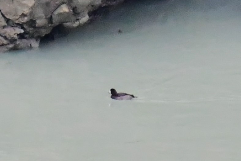 Lesser Scaup - Jeff Flach