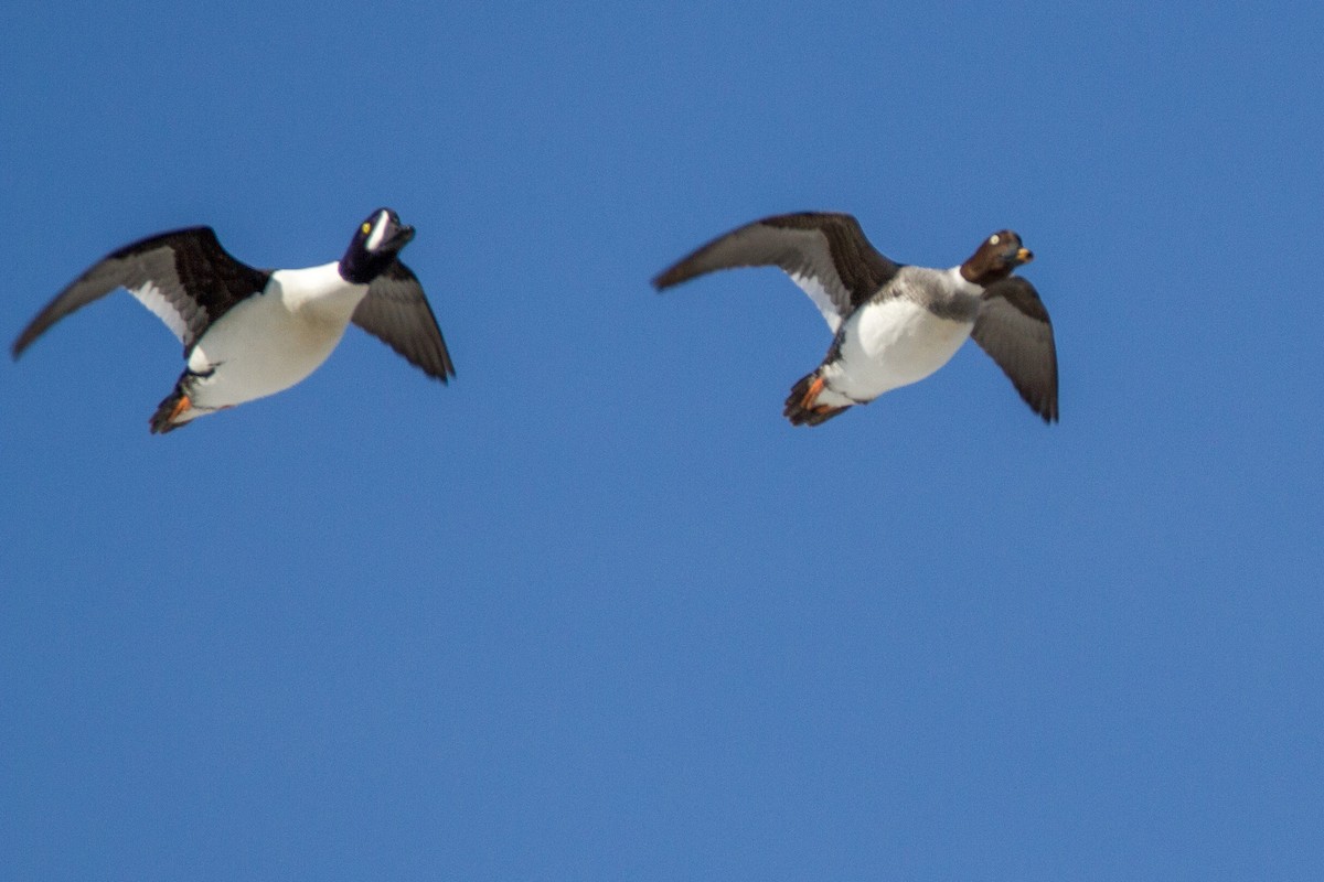 Barrow's Goldeneye - Bruce Gates