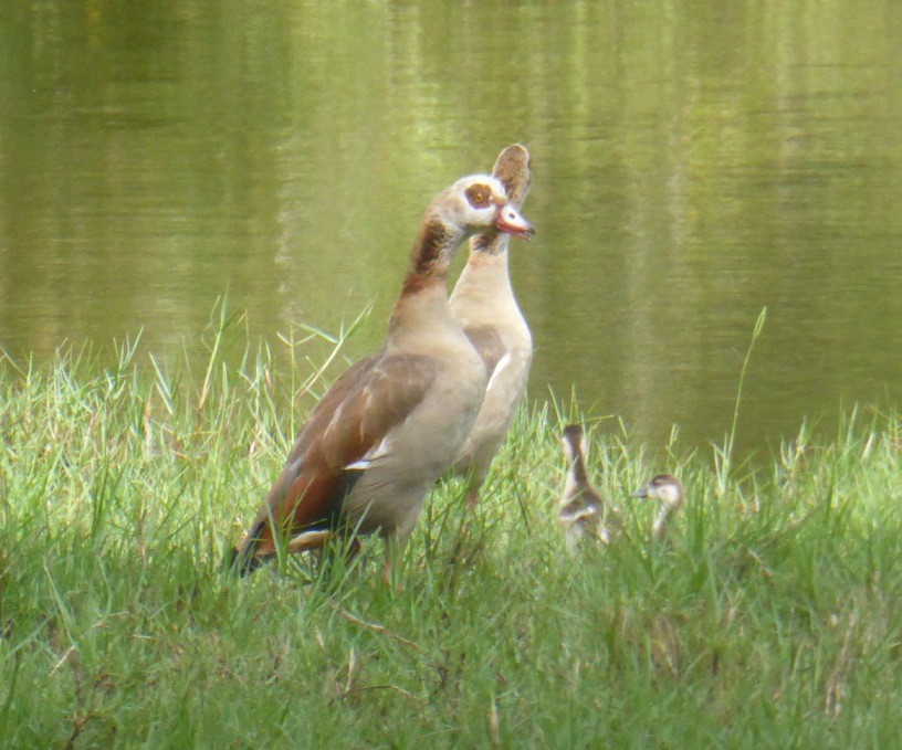 Egyptian Goose - ML520735121