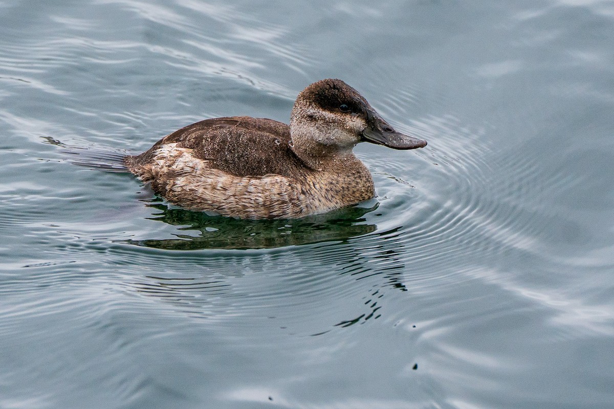 Ruddy Duck - Renee Lucier