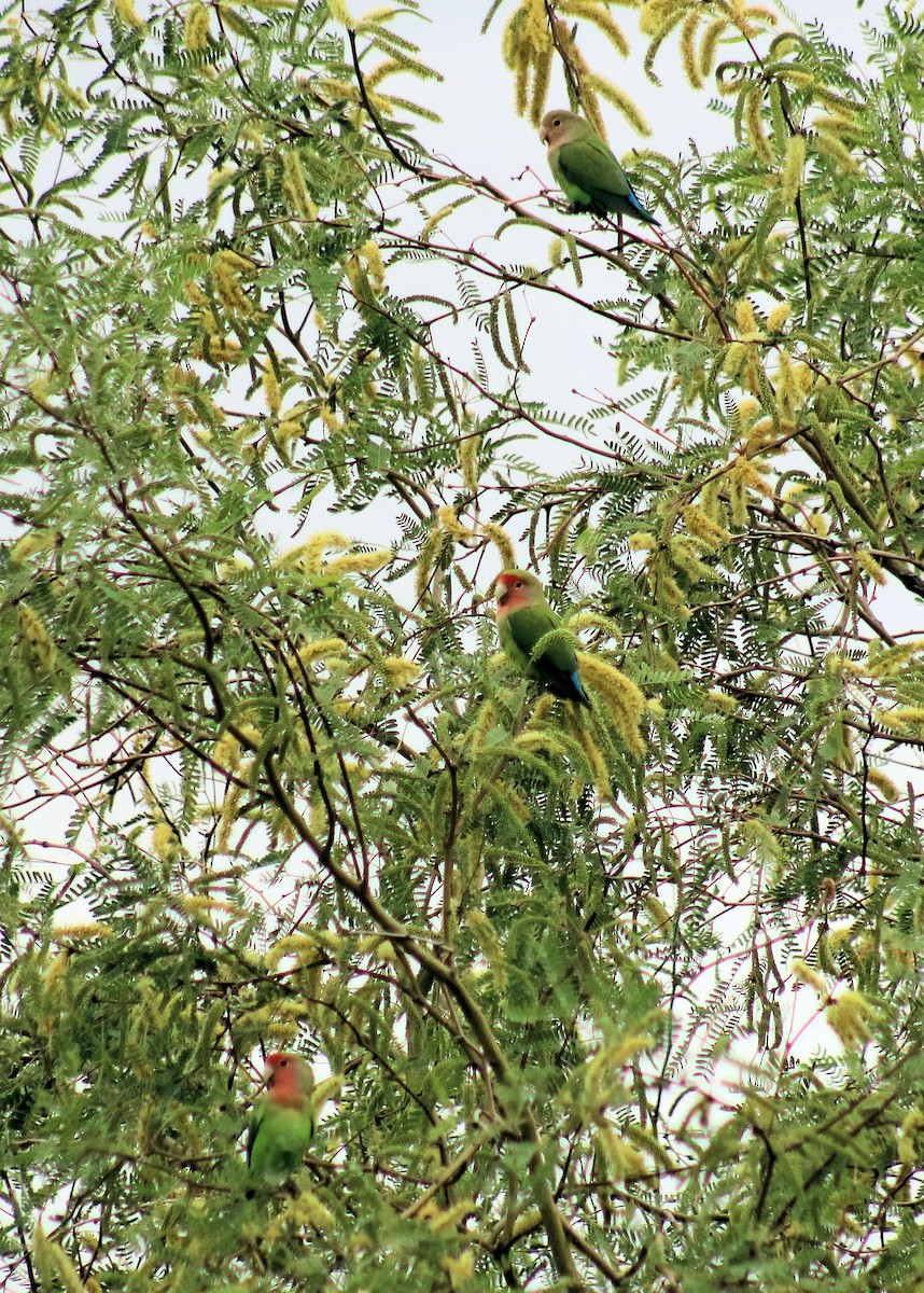 Rosy-faced Lovebird - ML52073621