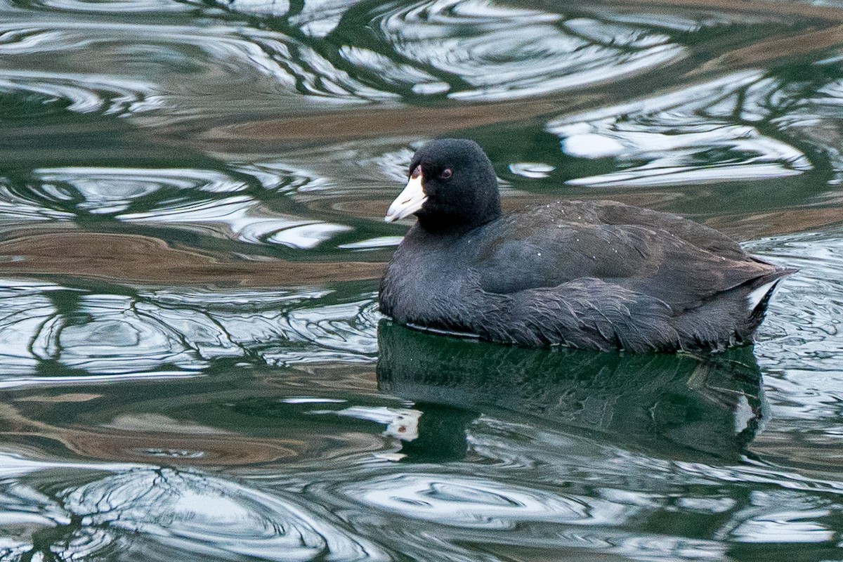 American Coot - Renee Lucier