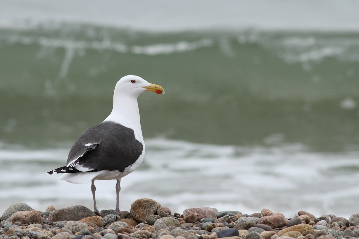 Great Black-backed Gull - ML52073801