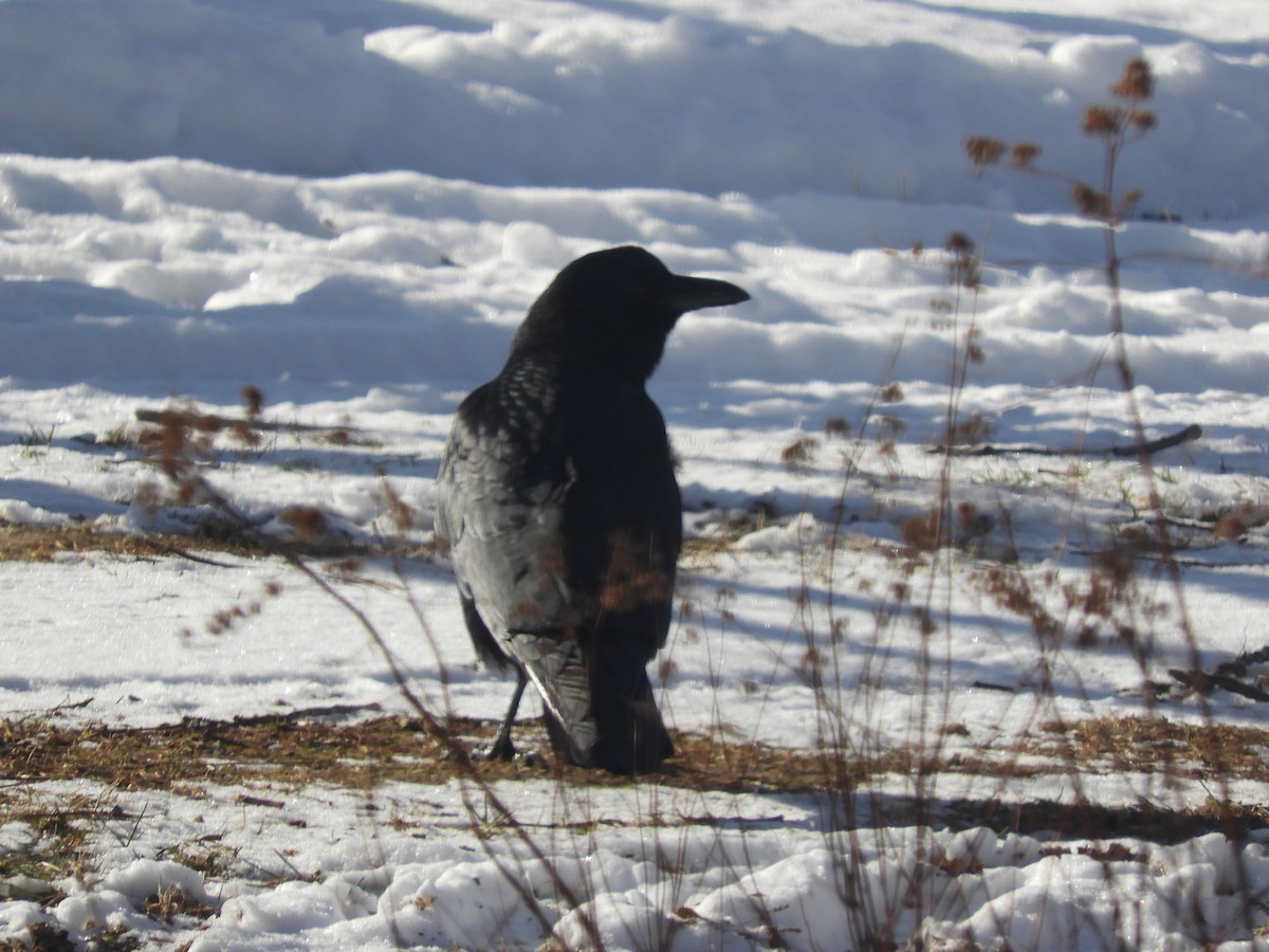 American Crow - ML520738951