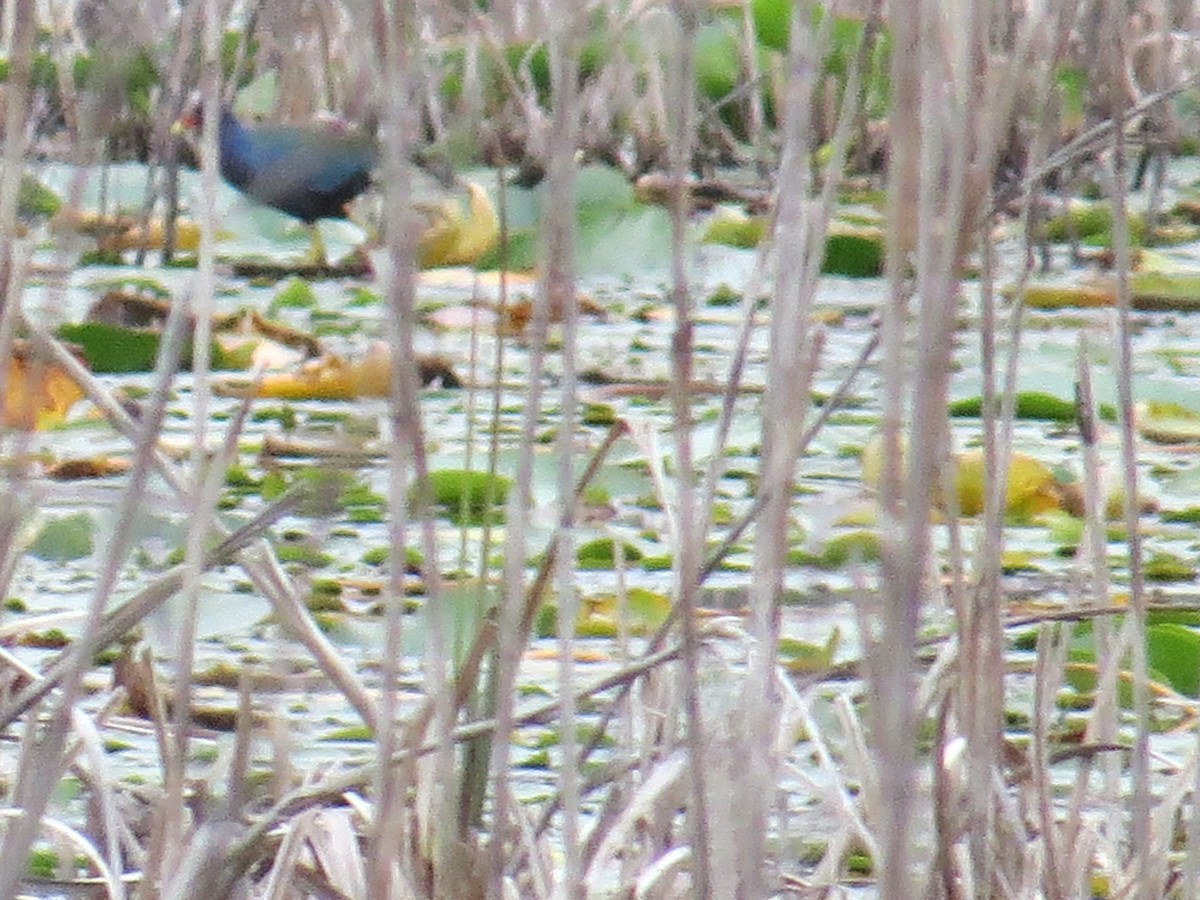 Purple Gallinule - David & Jill Kaminski