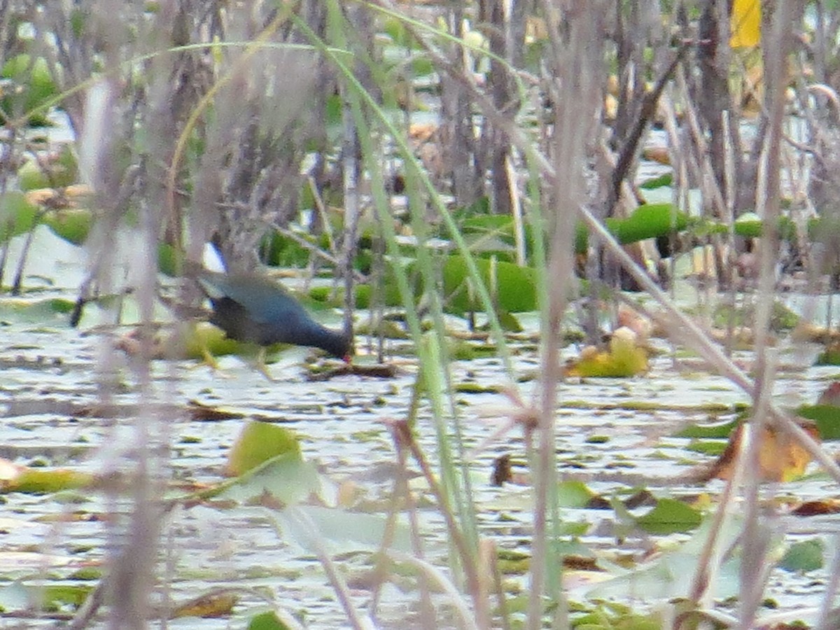 Purple Gallinule - ML520739101